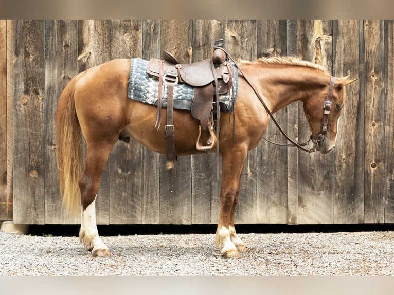 American Quarter Horse Castrone 4 Anni 155 cm Sauro ciliegia in Everett PA