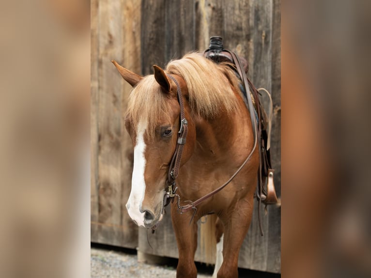 American Quarter Horse Castrone 4 Anni 155 cm Sauro ciliegia in Everett PA