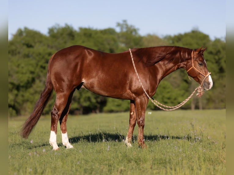 American Quarter Horse Castrone 4 Anni 155 cm Sauro ciliegia in Weatherford