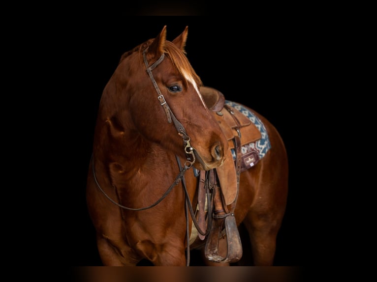 American Quarter Horse Castrone 4 Anni 155 cm Sauro scuro in Decorah