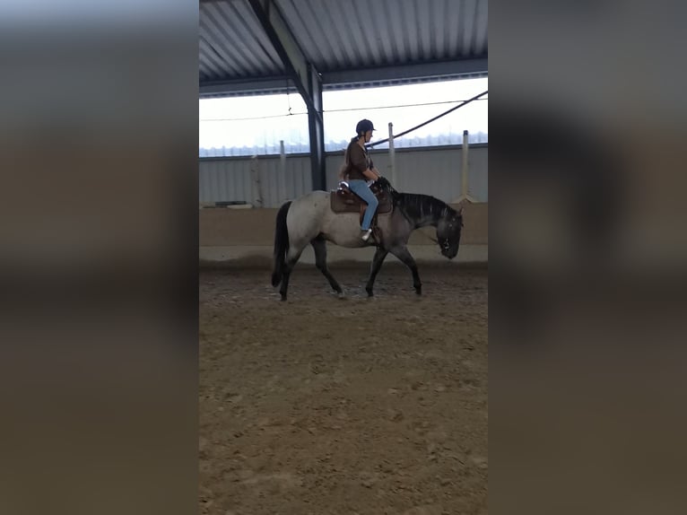 American Quarter Horse Castrone 4 Anni 156 cm Grullo in Tornesch