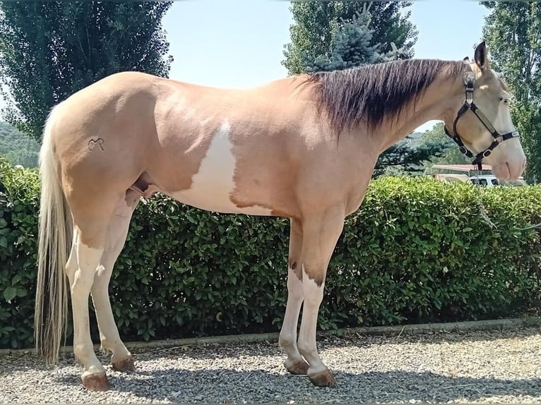 American Quarter Horse Castrone 4 Anni 156 cm Overo-tutti i colori in San Miniato Basso