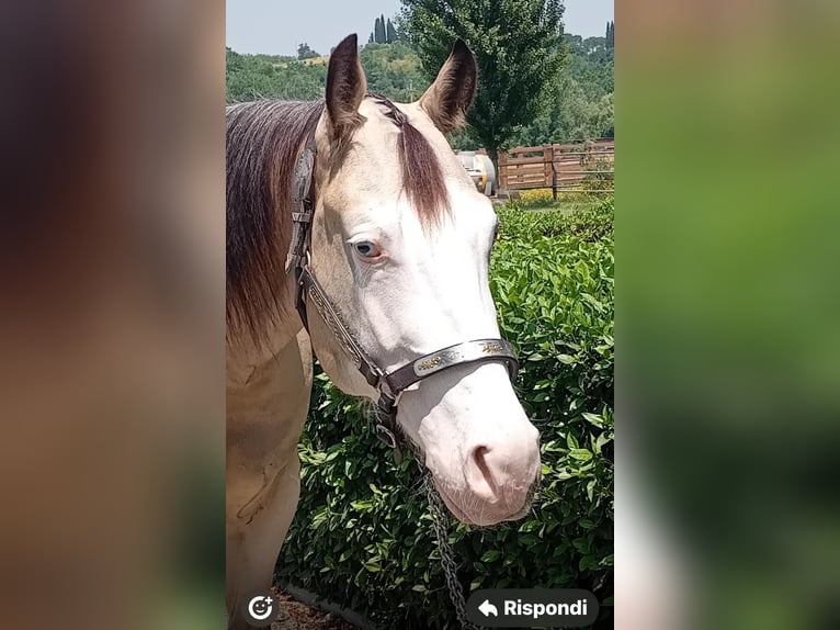 American Quarter Horse Castrone 4 Anni 156 cm Overo-tutti i colori in San Miniato Basso
