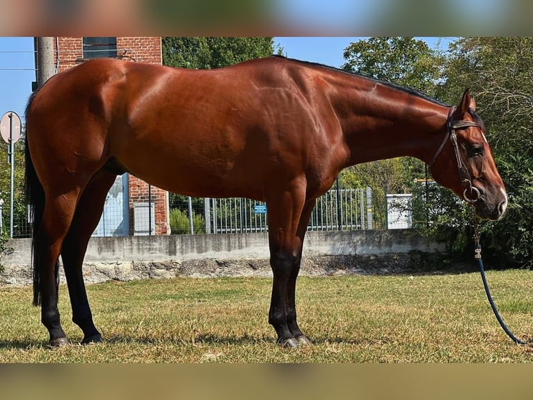 American Quarter Horse Castrone 4 Anni 156 cm in Piacenza