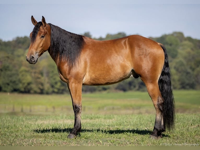 American Quarter Horse Mix Castrone 4 Anni 157 cm Baio ciliegia in Auburn, KY