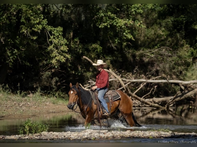 American Quarter Horse Mix Castrone 4 Anni 157 cm Baio ciliegia in Auburn, KY