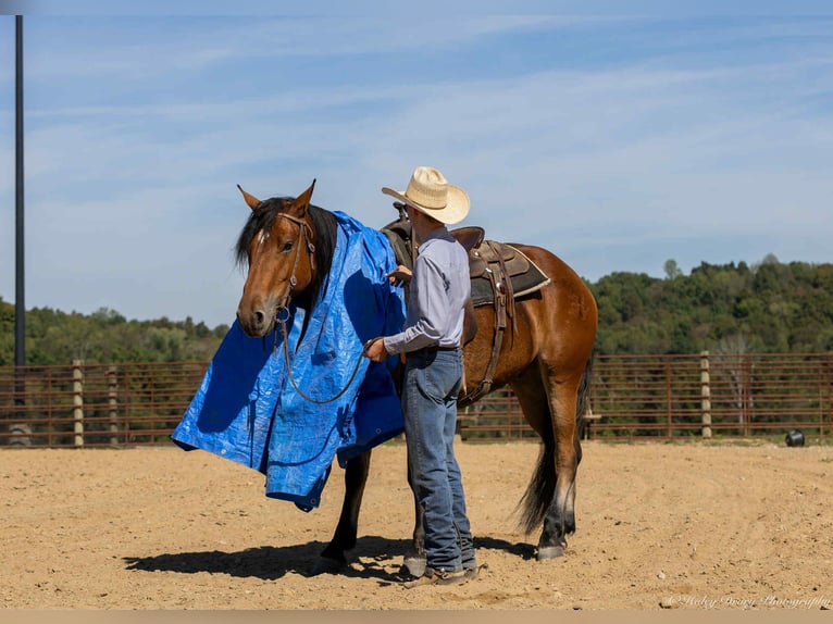 American Quarter Horse Mix Castrone 4 Anni 157 cm Baio ciliegia in Auburn, KY