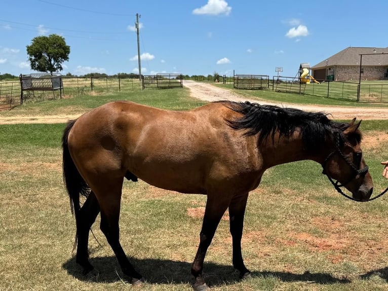 American Quarter Horse Castrone 4 Anni 157 cm Baio ciliegia in Henrietta, TX