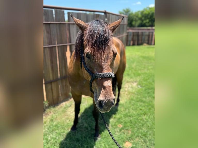 American Quarter Horse Castrone 4 Anni 157 cm Baio ciliegia in Henrietta, TX