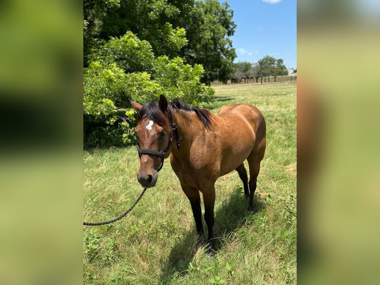 American Quarter Horse Castrone 4 Anni 157 cm Baio ciliegia in Henrietta, TX