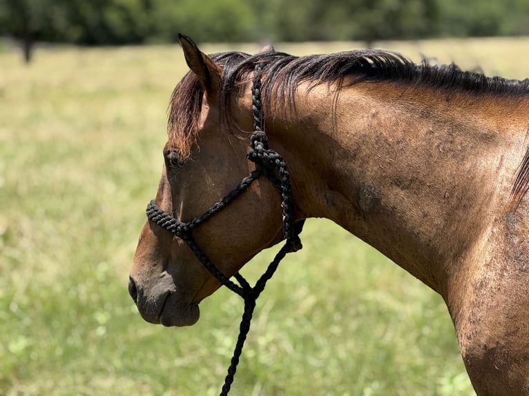 American Quarter Horse Castrone 4 Anni 157 cm Baio ciliegia in Henrietta, TX