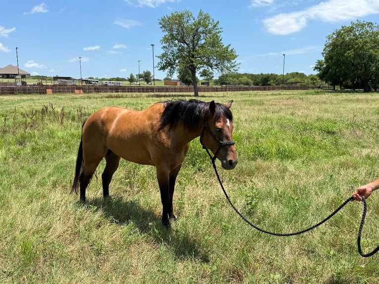 American Quarter Horse Castrone 4 Anni 157 cm Baio ciliegia in Henrietta, TX