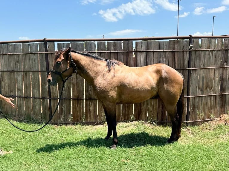 American Quarter Horse Castrone 4 Anni 157 cm Baio ciliegia in Henrietta, TX