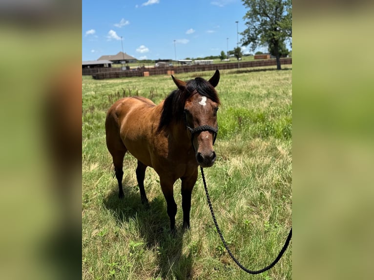 American Quarter Horse Castrone 4 Anni 157 cm Baio ciliegia in Henrietta, TX