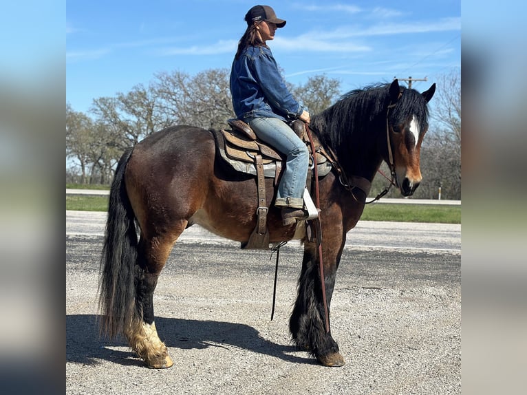 American Quarter Horse Castrone 4 Anni 157 cm Baio ciliegia in Jacksboro TX