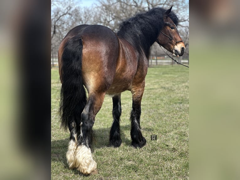 American Quarter Horse Castrone 4 Anni 157 cm Baio ciliegia in Jacksboro TX