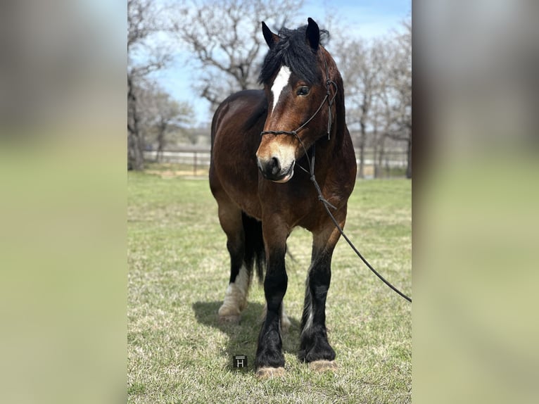 American Quarter Horse Castrone 4 Anni 157 cm Baio ciliegia in Jacksboro TX