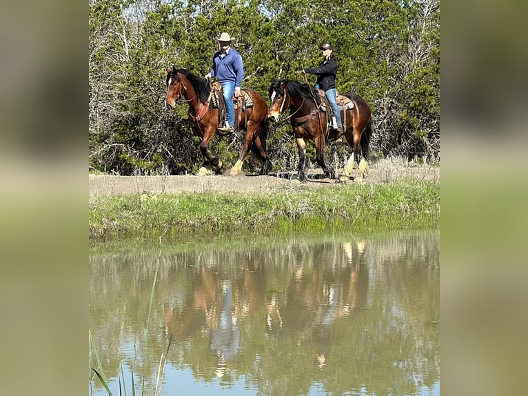 American Quarter Horse Castrone 4 Anni 157 cm Baio ciliegia in Jacksboro TX