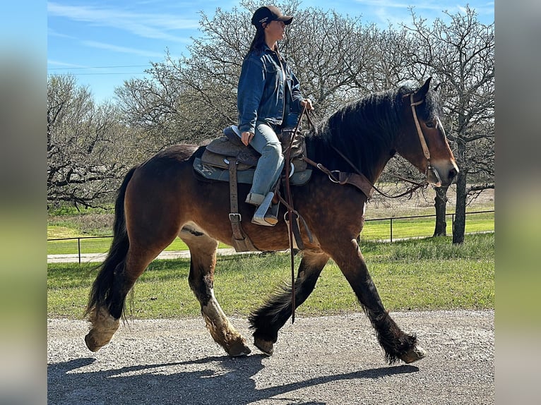 American Quarter Horse Castrone 4 Anni 157 cm Baio ciliegia in Jacksboro TX