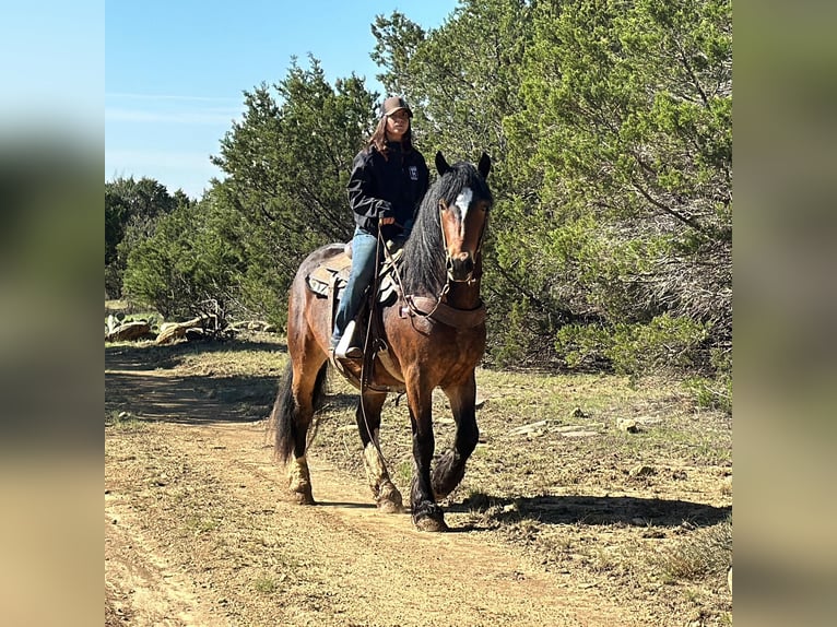 American Quarter Horse Castrone 4 Anni 157 cm Baio ciliegia in Jacksboro TX