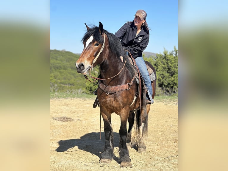 American Quarter Horse Castrone 4 Anni 157 cm Baio ciliegia in Jacksboro TX