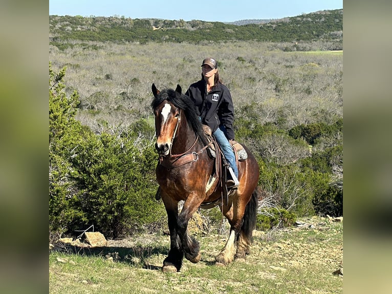 American Quarter Horse Castrone 4 Anni 157 cm Baio ciliegia in Jacksboro TX