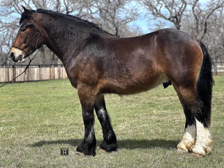 American Quarter Horse Castrone 4 Anni 157 cm Baio ciliegia in Jacksboro TX