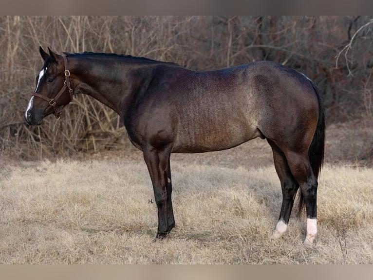 American Quarter Horse Castrone 4 Anni 157 cm Baio roano in Weatherford TX