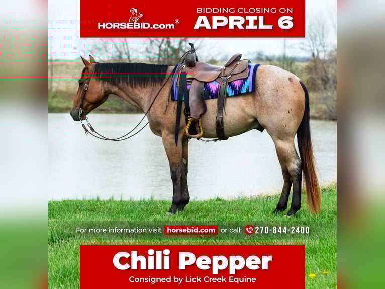 American Quarter Horse Castrone 4 Anni 157 cm Baio roano in Henderson