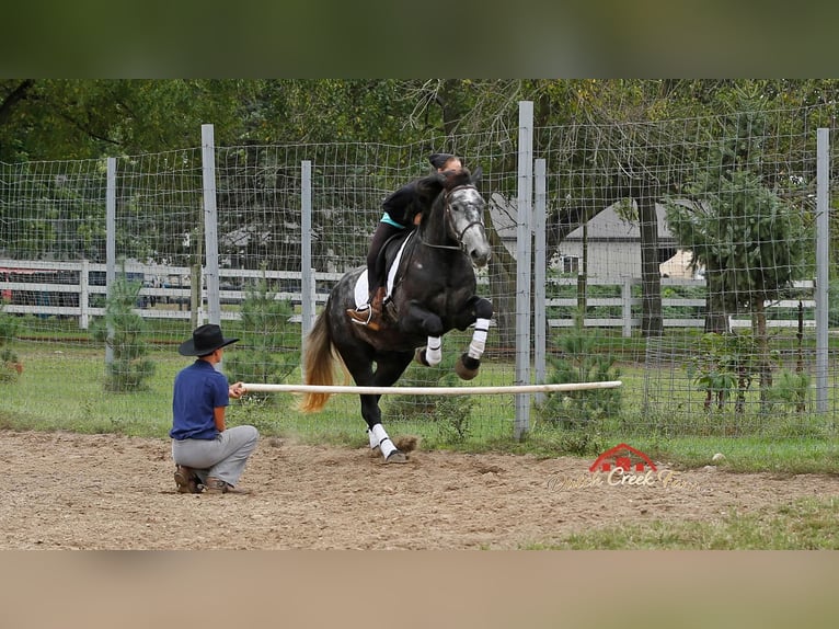 American Quarter Horse Castrone 4 Anni 157 cm Grigio pezzato in Shipshewana IN