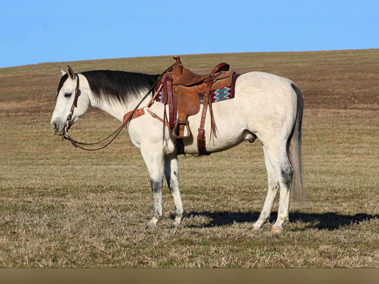 American Quarter Horse Castrone 4 Anni 157 cm Grigio in Clarion, PA