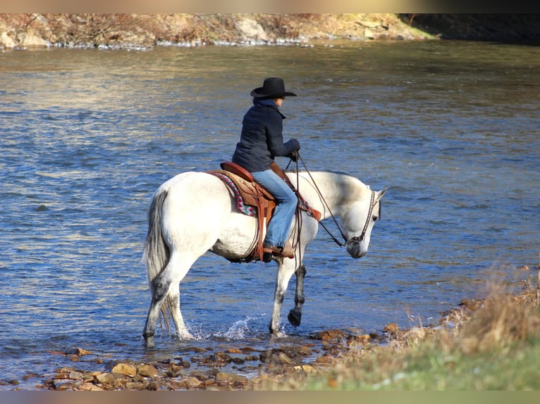 American Quarter Horse Castrone 4 Anni 157 cm Grigio in Clarion, PA