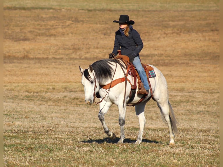 American Quarter Horse Castrone 4 Anni 157 cm Grigio in Clarion, PA