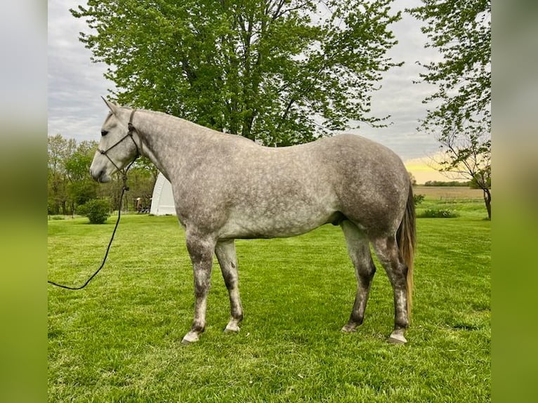 American Quarter Horse Castrone 4 Anni 157 cm Grigio in Shelbina, MO