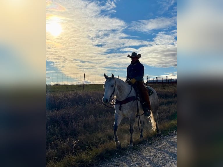 American Quarter Horse Castrone 4 Anni 157 cm Grigio in Shelbina, MO