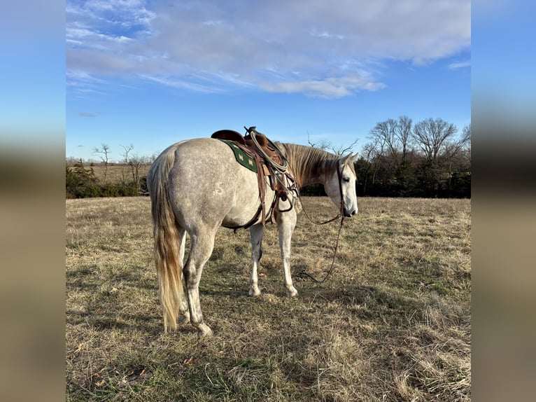 American Quarter Horse Castrone 4 Anni 157 cm Grigio in Shelbina, MO