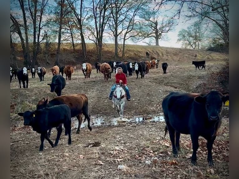 American Quarter Horse Castrone 4 Anni 157 cm Grigio in Shelbina, MO