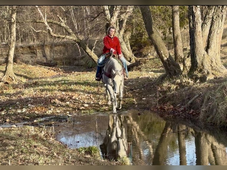 American Quarter Horse Castrone 4 Anni 157 cm Grigio in Shelbina, MO