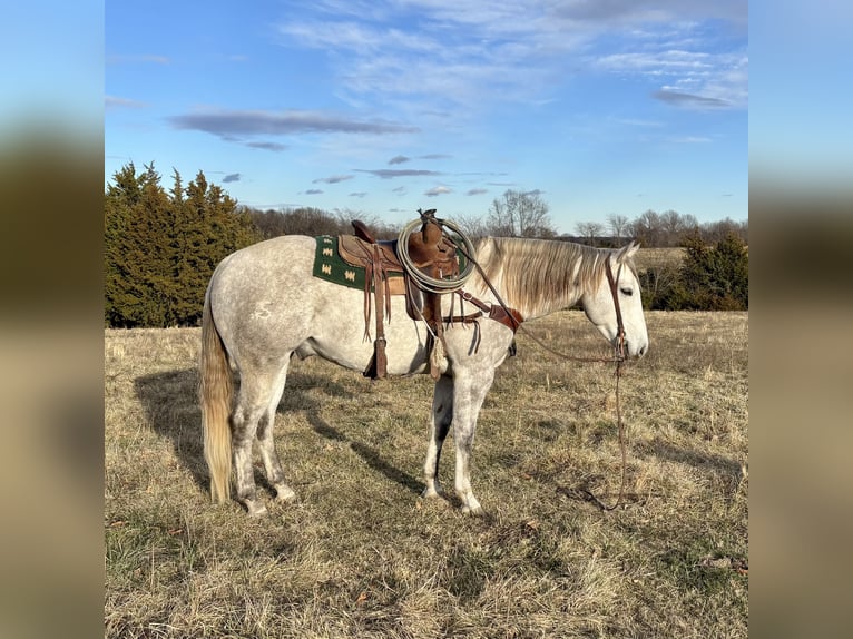 American Quarter Horse Castrone 4 Anni 157 cm Grigio in Shelbina, MO