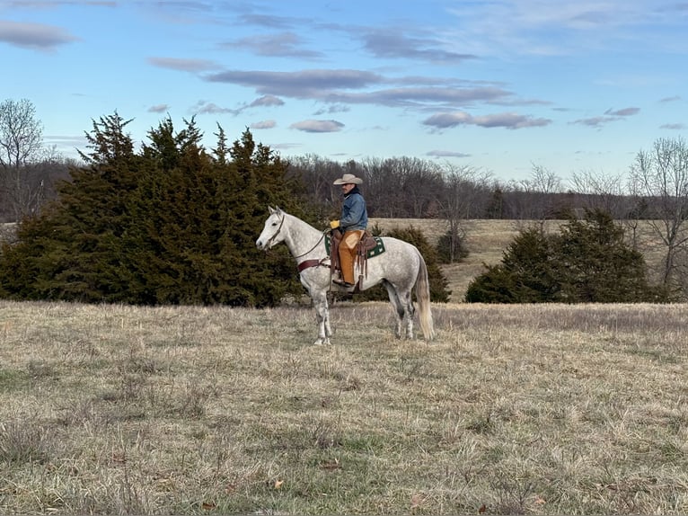 American Quarter Horse Castrone 4 Anni 157 cm Grigio in Shelbina, MO