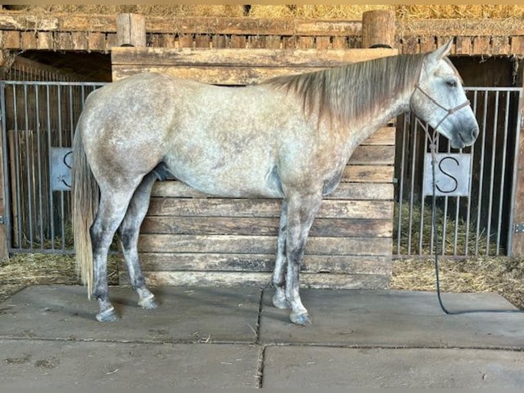 American Quarter Horse Castrone 4 Anni 157 cm Grigio in Shelbina, MO