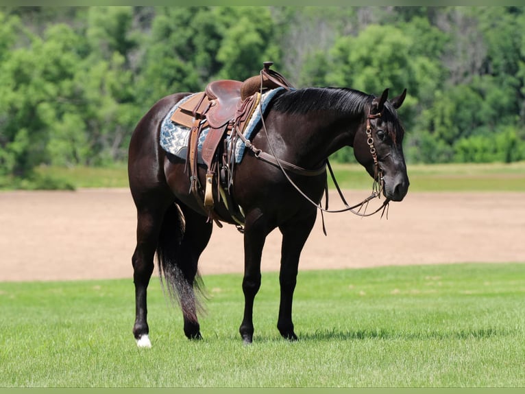 American Quarter Horse Castrone 4 Anni 157 cm Morello in Joy, IL