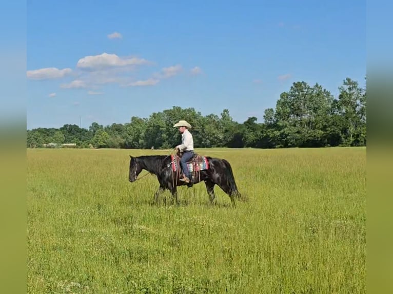 American Quarter Horse Castrone 4 Anni 157 cm Morello in Robards