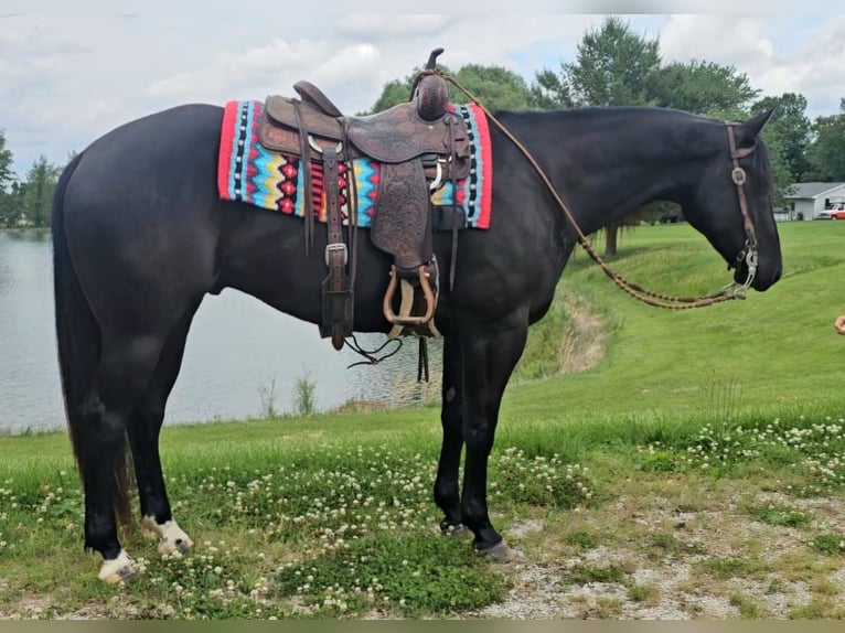 American Quarter Horse Castrone 4 Anni 157 cm Morello in Robards