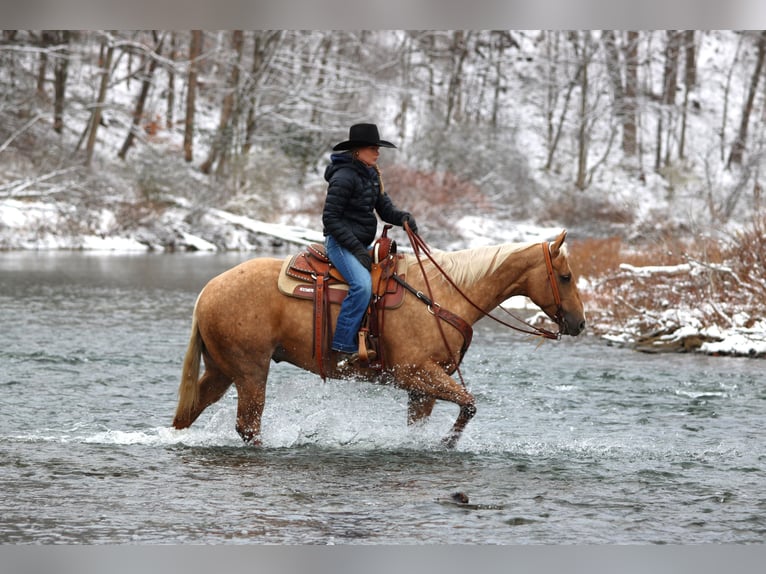 American Quarter Horse Castrone 4 Anni 157 cm Palomino in Clarion