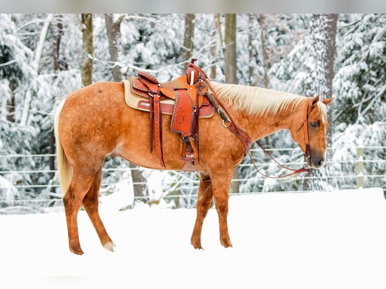 American Quarter Horse Castrone 4 Anni 157 cm Palomino in Clarion
