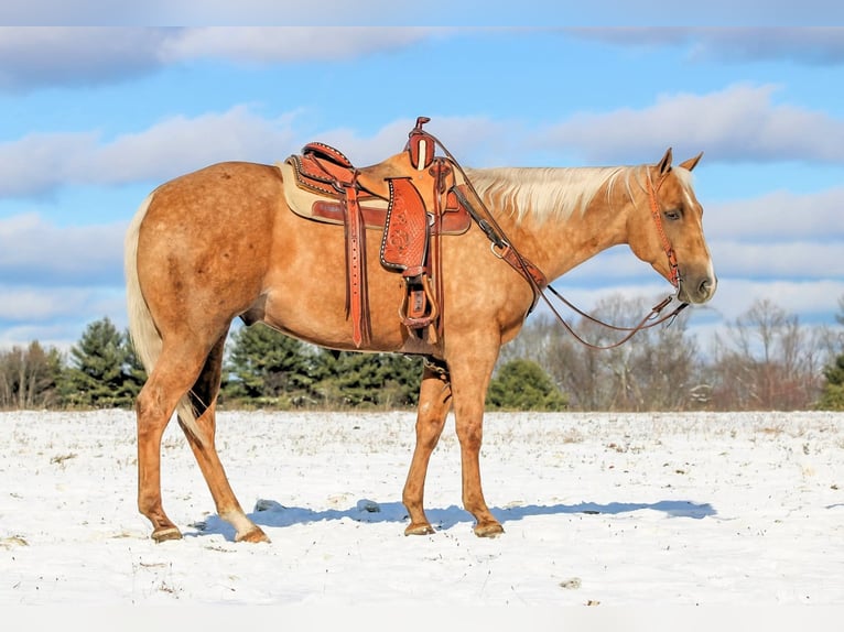 American Quarter Horse Castrone 4 Anni 157 cm Palomino in Clarion