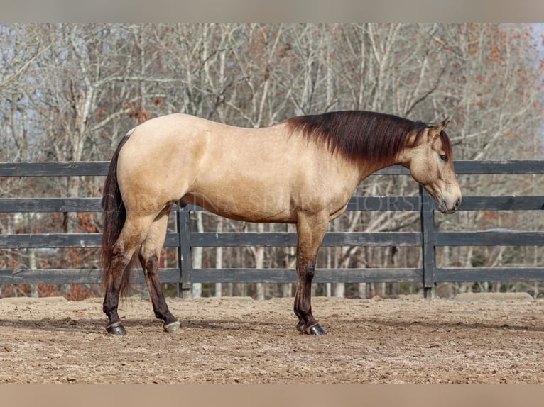 American Quarter Horse Castrone 4 Anni 157 cm Pelle di daino in Clover, SC