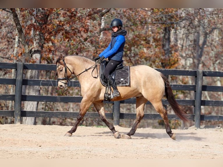 American Quarter Horse Castrone 4 Anni 157 cm Pelle di daino in Clover, SC