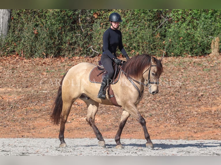 American Quarter Horse Castrone 4 Anni 157 cm Pelle di daino in Clover, SC